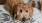a dog lying on a bed looking